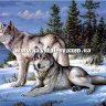 Набор рисование камнями по номерам Волк и волчица фото 1 — CRYSTAL SHOP