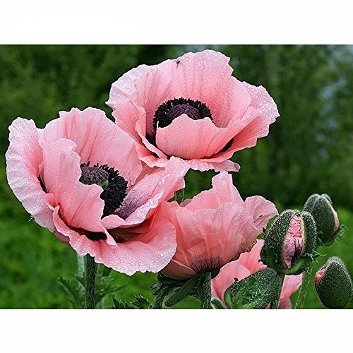 Набор алмазная мозаика стразами Розовые маки — CRYSTAL SHOP