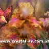 Набор алмазная мозаика стразами Живопись Бабочка Ирис (40х50) фото 1 — CRYSTAL SHOP
