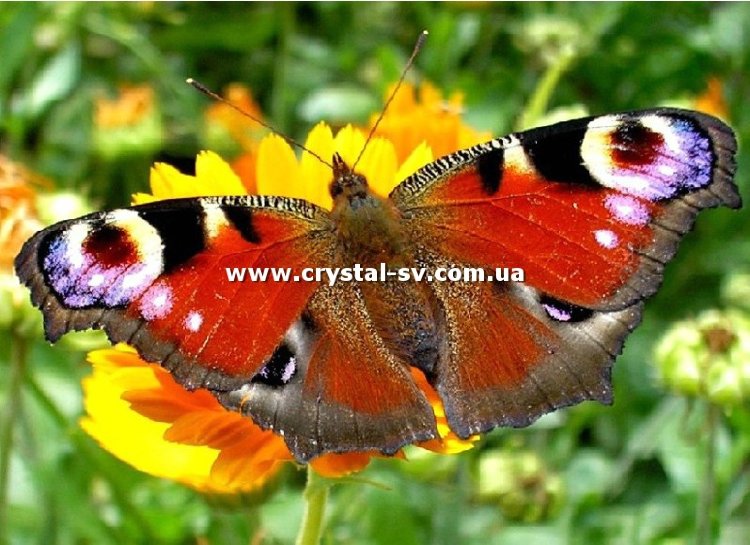 Набор картина из стразиков Бабочка (20х30) — CRYSTAL SHOP