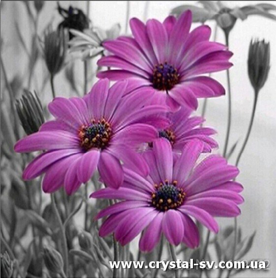 Набор алмазная мозаика стразами Фиолетовые ромашки (35х35) — CRYSTAL SHOP