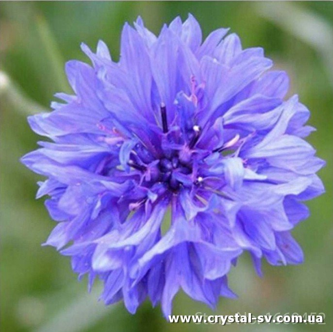 Набор алмазная мозаика стразами Фиолетовый цветок (30х30) — CRYSTAL SHOP