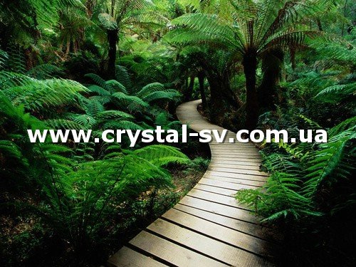 Набор алмазная живопись Природные зоны Евразии Папоротник (40x50) — CRYSTAL SHOP