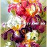 Набор алмазная мозаика стразами Живопись Ирисы (80х40) фото 1 — CRYSTAL SHOP